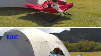 우리 강아지, 꿀잠 보장! 강아지침대나르해먹 솔직 후기🐶